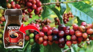 देखिये फैक्ट्री में इस तरह से बनती है Coffee  how coffee is made  how to make coffee in factory [upl. by Zug]