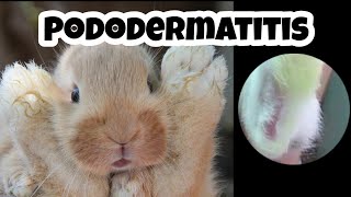 PODODERMATITIS en conejos TRATAMIENTO🐰⛑️EFECTIVO👌💥 callos en conejos🦶🐇 [upl. by Wj]