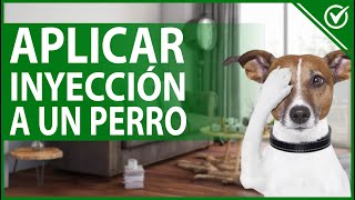 🐶 Cómo Aplicar una Inyección a un Perro de Forma Sencilla y Rápida 💉🐶 [upl. by Hodgson]