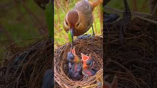 Mammy pahle mujhe birds animals birdlovers pets funny facts microscopeworld biologyscience [upl. by Latty]