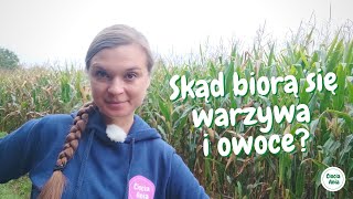 Skąd biorą się warzywa i owoce I Światowy Dzień Owoców i Warzyw warzywa owoce filmdladzieci [upl. by Mathur]