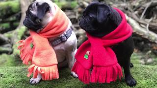 DIY dog scarf  Easy fleece scarf [upl. by Nagem451]