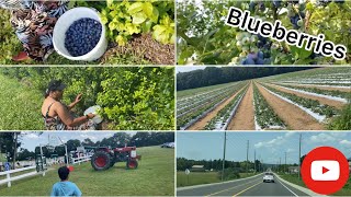 We Visited the Worlds Largest Blueberry Farm [upl. by Meneau]