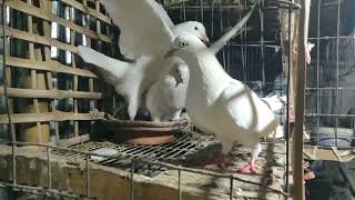 PIGEON FIGHT  KOBUTOR FIRM  BANGLADESH  ANIMAL VIDEO [upl. by Apps]