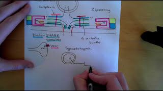 Synaptic Vesicle Exocytosis and Endocytosis Part 2 [upl. by Rehpotsirhc]