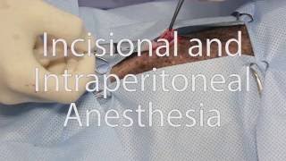 Anesthésie infiltration et anesthésie intrapéritonéale  Incisional and Intraperitoneal Anesthesia [upl. by Enilhtak281]