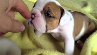 English Bulldog Puppies 4 weeks old [upl. by Blake]