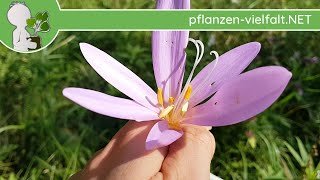 Herbstzeitlose  BlütezeitBlüte  110919 Colchicum autumnale  giftige Wildpflanzen bestimmen [upl. by Nylisoj]