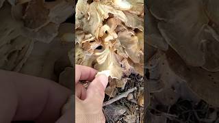 Black Staining Polypore Meripilus sumstinei mushrooms fungi nature wildedibles [upl. by Rosalia287]