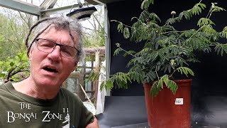 Pruning and Repotting My Powderpuff The Bonsai Zone May 2024 [upl. by Oidacra]