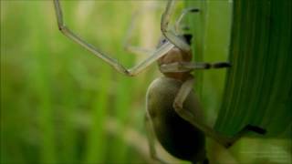 カバキコマチグモのメス YELLOW SAC SPIDER IN JAPAN Cheiracanthium japonicum [upl. by Flanders]