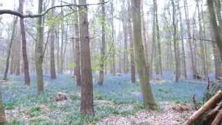 Bluebell Walk around the Hitchwood Trail [upl. by Zebadiah606]