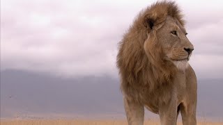 Ngorongoro Born of Fire  Wildest Africa  4K [upl. by Christoper]