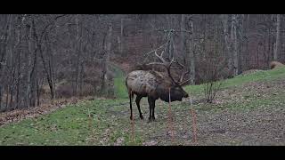 Elk bull grazing in Benezette PA this is just a young bull male elk with a rack that is aprx 8 [upl. by Arodasi]