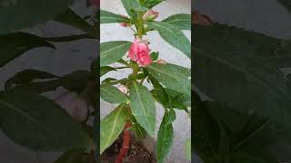 Impatiens flowerbalsam seeds collectionamazinggarden [upl. by Carrillo]