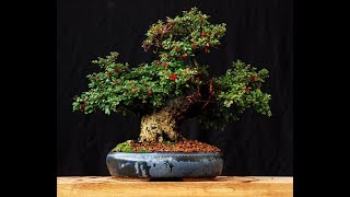 Cotoneaster Bonsai Tree 11 [upl. by Suoivatnod749]