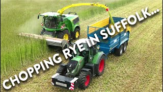 4Kᵁᴴᴰ Harvest 2023  Harvesting Wholecrop rye with a John Deere 9800i forager in Suffolk [upl. by Reeve]