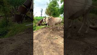 Water well system traditional Village Life in pakistan shorts tredingshorts shortsviral [upl. by Ayyn]