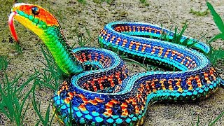 10 Cobras Mais BONITAS e INCRÍVEIS do Mundo Que Você Nunca Viu e Que Vão Te Surpreender [upl. by Aloise738]