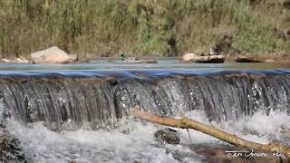 Lavanderas Blancas y Ánades Reales en la Cascada [upl. by Burger]