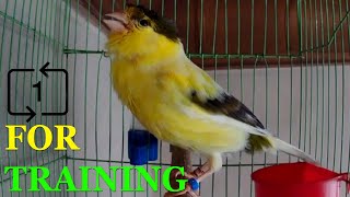 For training Canary singing Russian singer canary singing Canto de canario bird sounds [upl. by Niwrud]