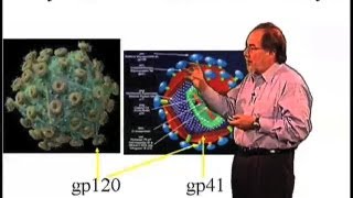 Why is HIV resistant to antibody production  David Baltimore Cal Tech [upl. by Ahseet674]