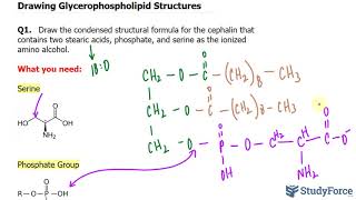 Drawing Glycerophospholipid Structures [upl. by Nivled]