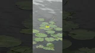 Can You Solve This Tricky Math Puzzle 🌿  Lily Pad Riddle shorts logicpuzzles brainteasers [upl. by Betti]