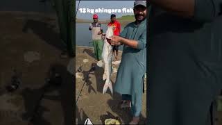 12 kg shinghara fish on mangla dam❤️❤️👍 [upl. by Karlen154]