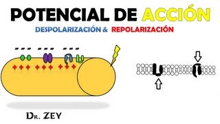 POTENCIAL DE ACCIÓN EN FIBRA NERVIOSA [upl. by Putnam]