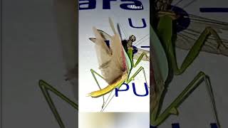 MANTIS VS DRAGONFLYinsects shorts naturebirds mantisanimalsshortsvideo [upl. by Cathy]