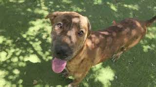 Shere Khan A909746 austinanimalcenter boxermix [upl. by Acey]