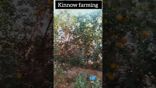 Kinnow farming vlog dragonfruitfarming shortvideo dragonfruit nature [upl. by Krum]