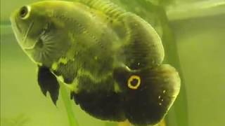 Wild Astronotus Ocellatus [upl. by Viv]