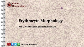 Erythrocyte morphology part 2 shape variations [upl. by Richie353]