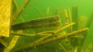 Engbretson Underwater Video of Multiple Species on Fishiding Reclaimed Artificial Habitat [upl. by Barhos]