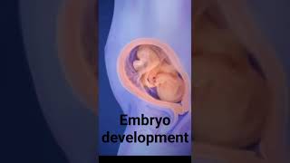 embryo development stages  from 1st month to 9th month journey embryodevelopmentpregnancy [upl. by Accebor659]