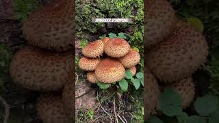 Pholiota squarrosa ☠️ [upl. by Etterraj]