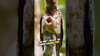 the Great Potoo Blends into Tree Bark shortsviral shortsfeed shortsvideo shorts [upl. by Odlauso]