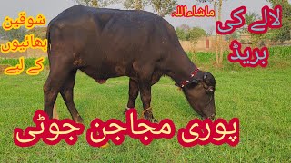 watch piure Nili Ravi buffalo for sale 29102024 [upl. by Abdella100]