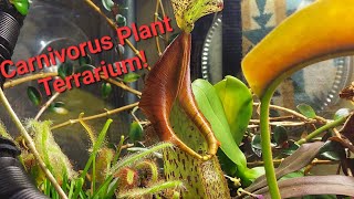 Carnivorous Plant Terrarium [upl. by Epoh]