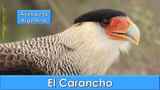 CARANCHO CRESTED CARACARA Caracara plancus Aves de la Argentina [upl. by Channa]