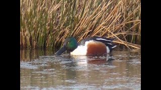 Northern Shoveler [upl. by Nawak]