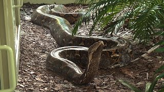 Giant 19 Foot 200 Pound Reticulated Python at Naples Zoo [upl. by Idou]