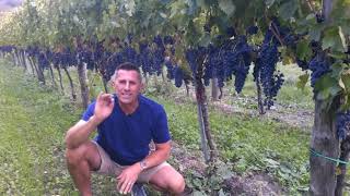 Developing Grapes in Campanias Vineyards  Know Wine In No Time [upl. by Eberly]