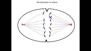 Numerical chromosomal disorder Non  disjunction in mitosis [upl. by Hambley]