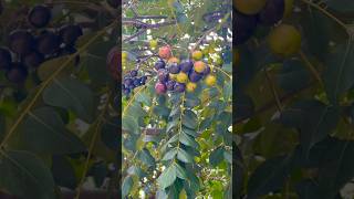 Curry Tree Have You Ever Seen It shorts shortvideo nature [upl. by Pyotr]