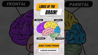 Lobes of the Brain amp Their Functions shorts cerebrum anatomy [upl. by Bjorn634]