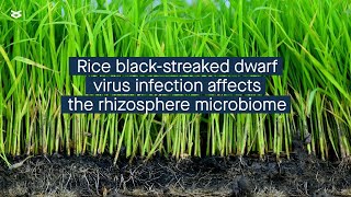 Effects of rice blackstreaked dwarf virus infection on the rhizosphere microbiome [upl. by Garmaise277]