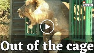 Lion out of the cage  The Lion king released in the jungle sasan  Gir forest  lion in small cage [upl. by Audy552]